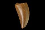 Serrated, Raptor Tooth - Real Dinosaur Tooth #137182-1